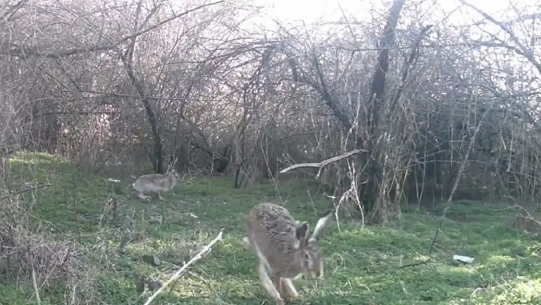 Çankırı'da Yaban Hayatı Kamerada