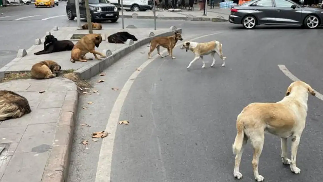 Hayvanları Sokağa Terk Edenlere Ceza Uygulanacak