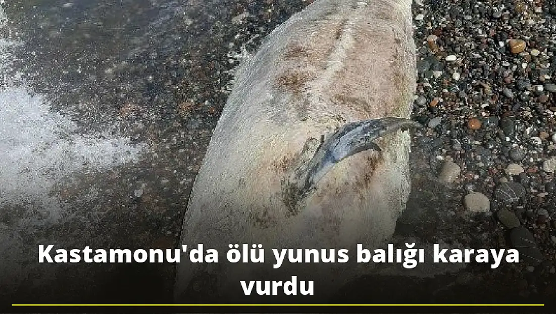 Kastamonu'da ölü yunus balığı karaya vurdu