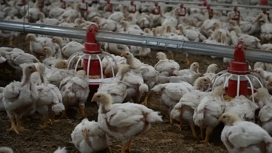 Tavuk Eti Üretimi 237 Bin 749 Ton Oldu