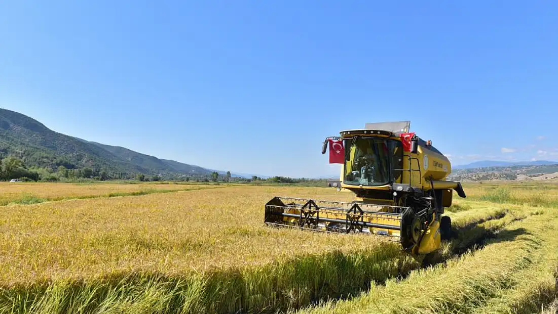 Tosya’nın Tescilli Lezzetinde Hasat Sürüyor