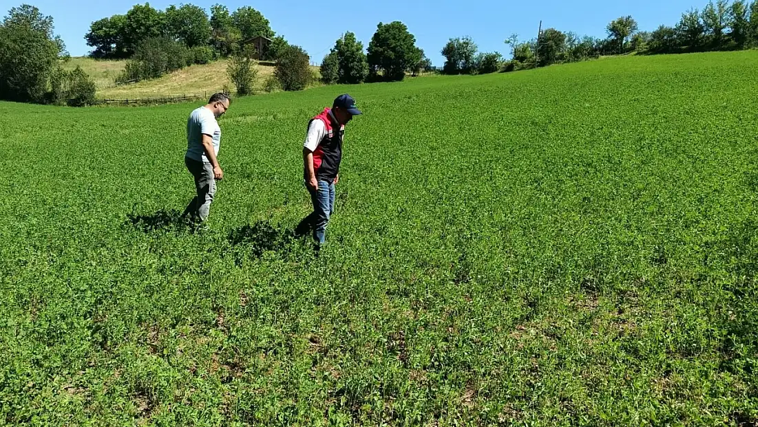 Yem Bitkileri Ekiliş Alanları İncelendi