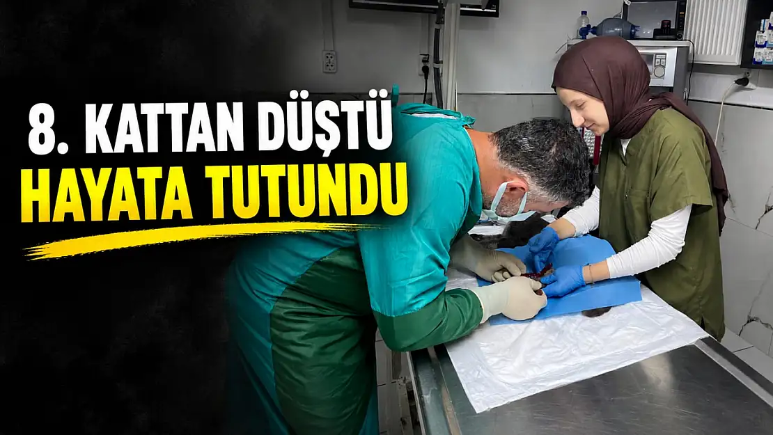 8. Kattan Düştü, Hayata Tutundu