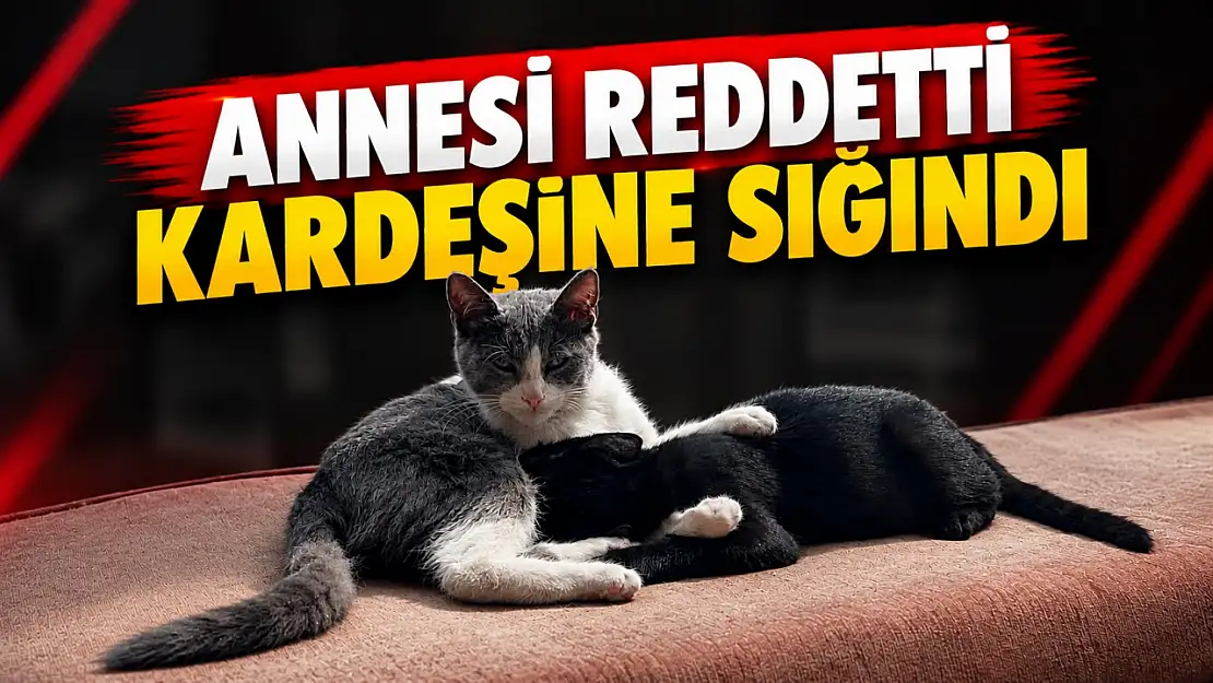 Annesi Reddetti, Kardeşine Sığındı