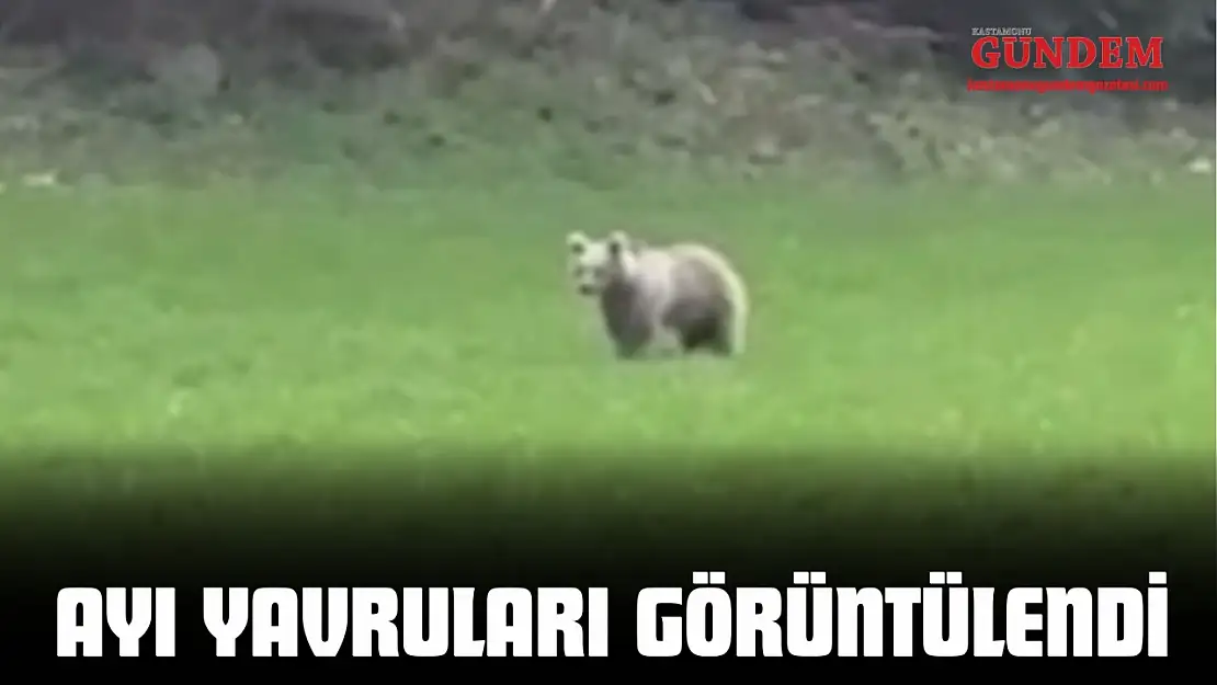 Ayı Yavruları Görüntülendi