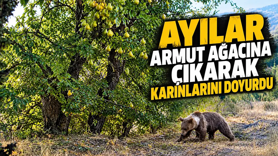 Ayılar Armut Ağacına Çıkarak Karınlarını Doyurdu