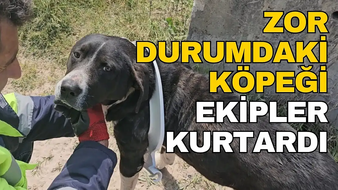 Çevreye Atılan Çöpler Masum Köpeğin Başına Dert Oldu