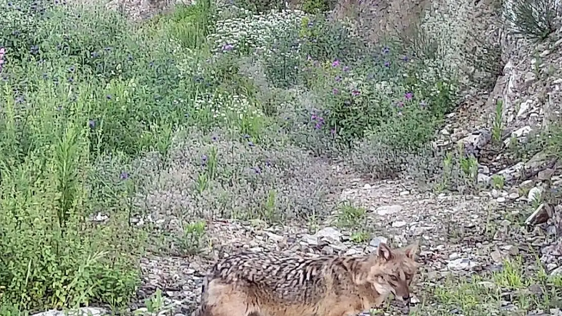 Boz Ayı Ve Çakal Fotokapanla Görüntülendi