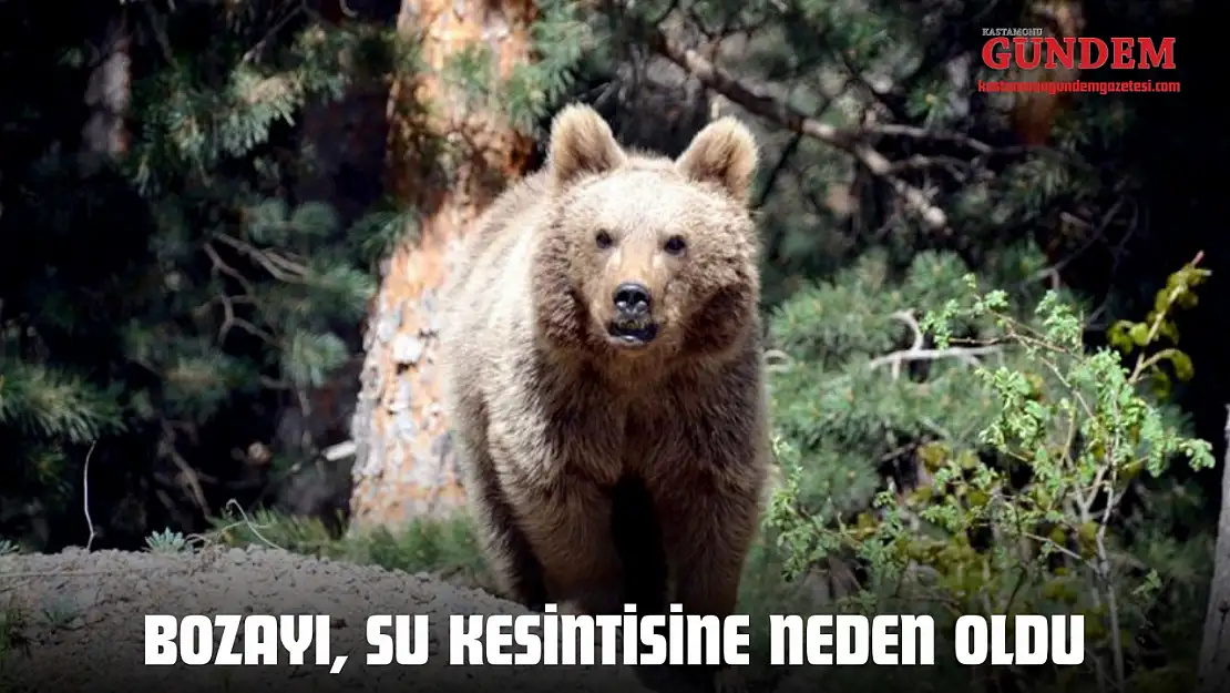 Bozayı, Köyün Suyunun Kesilmesine Neden Oldu