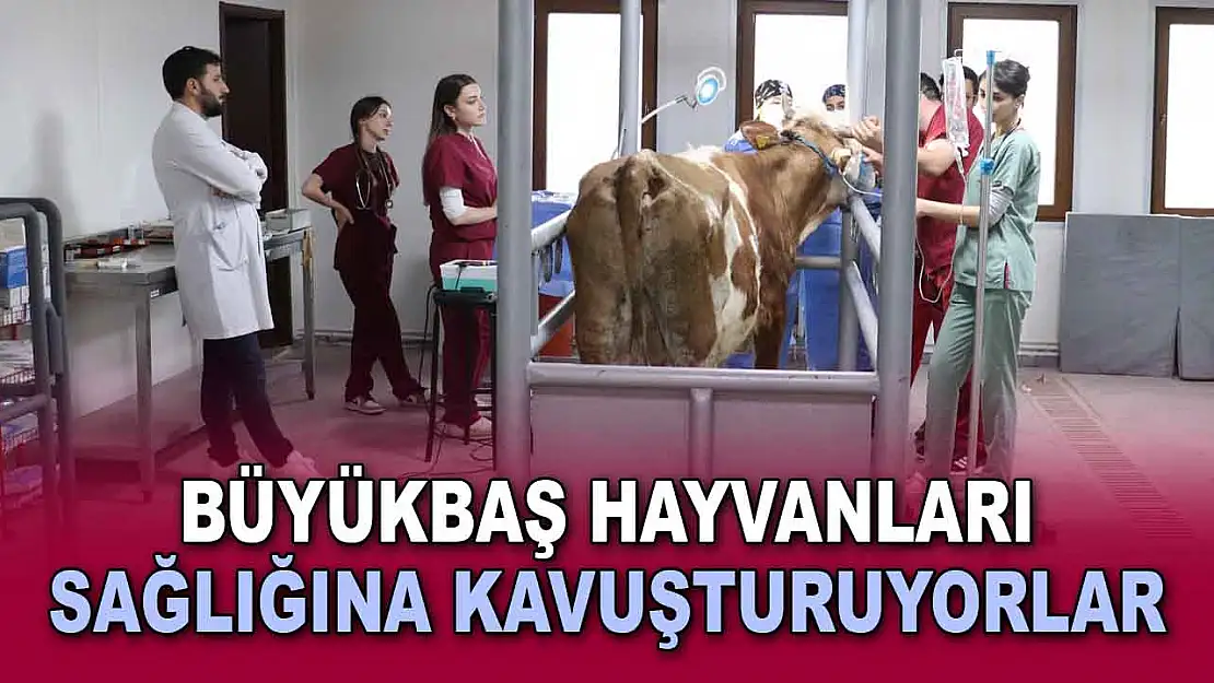 Büyükbaş Hayvanları Sağlığına Kavuşturuyorlar