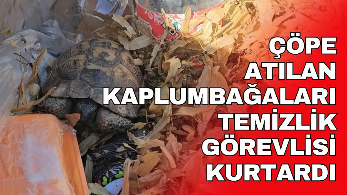 Çöpe Atılan Kaplumbağaları Temizlik Görevlisi Kurtardı