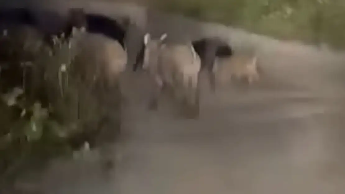 Domuz Sürüsü Yolda Görüntülendi