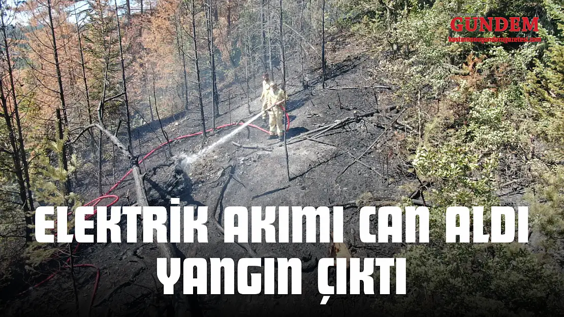Elektrik Akımı Can Aldı, Orman Alevlere Teslim Oldu