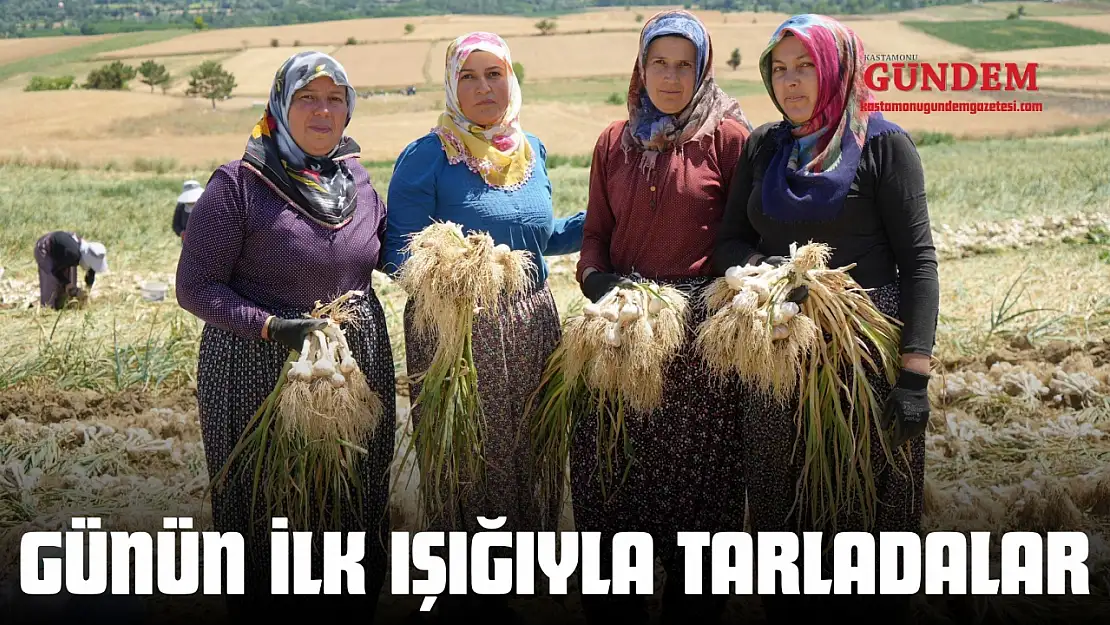 Günün İlk Işığıyla Tarladalar