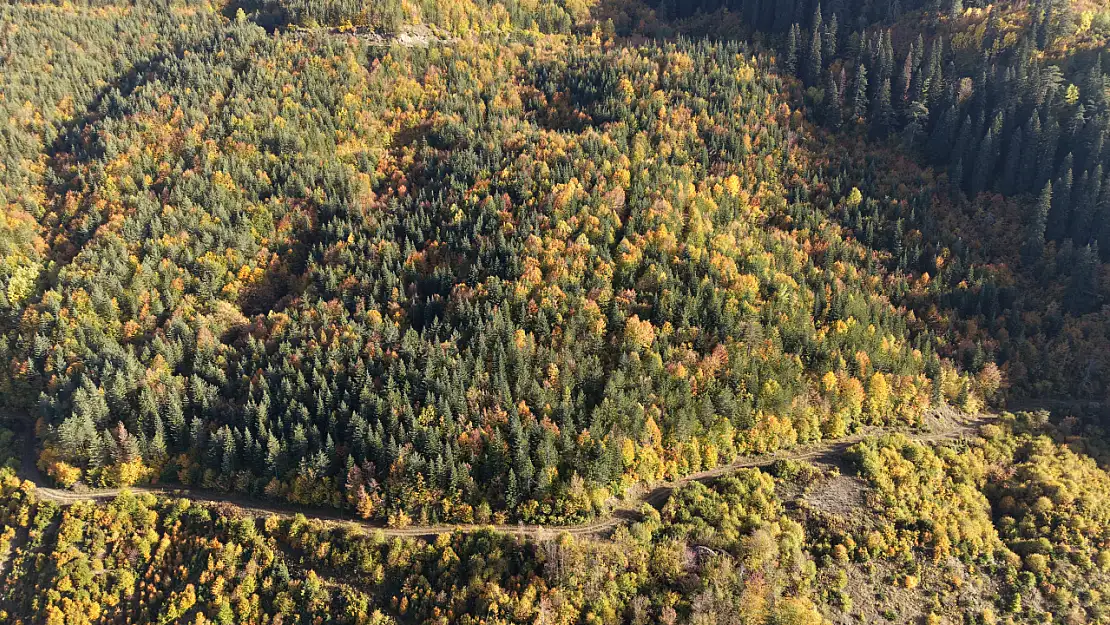 Ilgaz Dağı Renk Cümbüşüne Büründü!