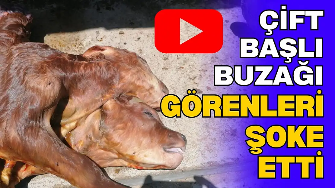 Kastamonu'da Doğan Çift Başlı Buzağı Görenleri Şoke Etti