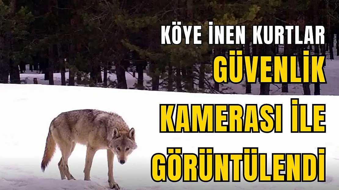 Kastamonu'da Köye İnen Kurtlar Güvenlik Kamerasınca Görüntülendi
