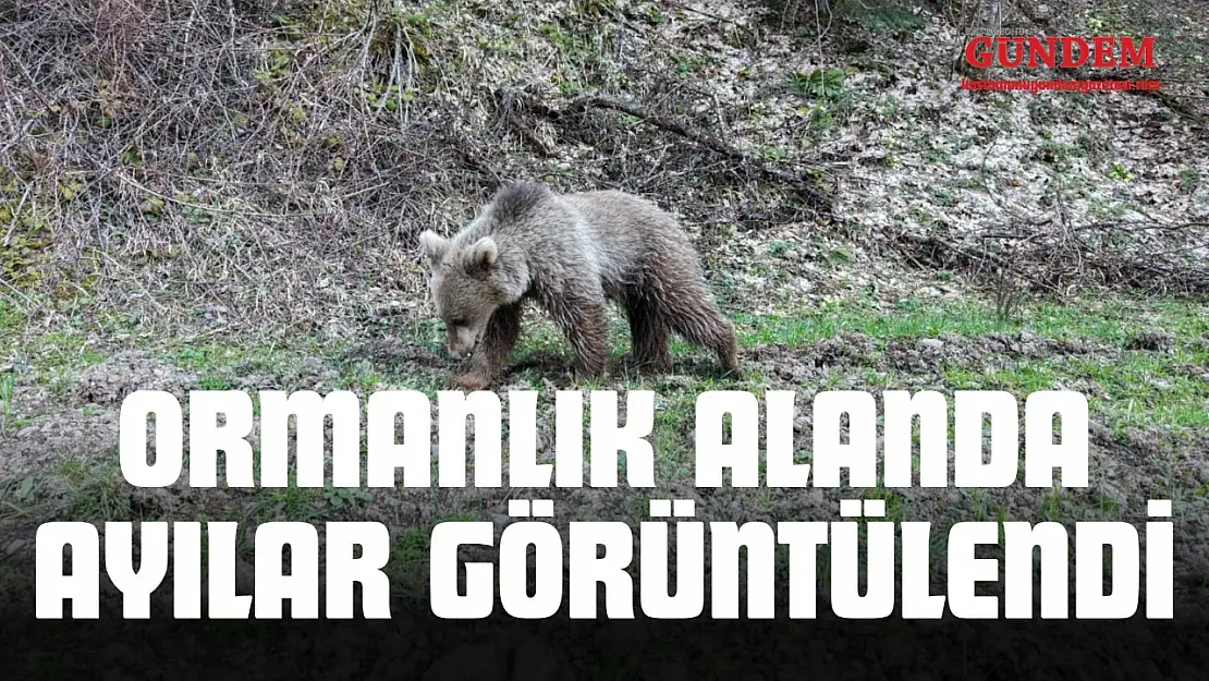 Kastamonu'da Ormanlık Alanda Ayılar Görüntülendi