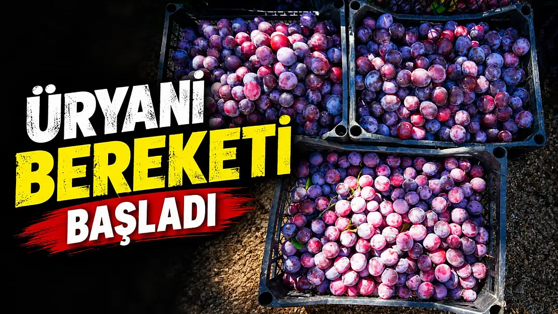 Kastamonu'da Üryani Bereketi Başladı