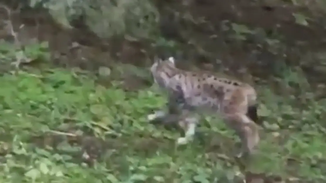 Kastamonu'da Vaşak Görüntülendi