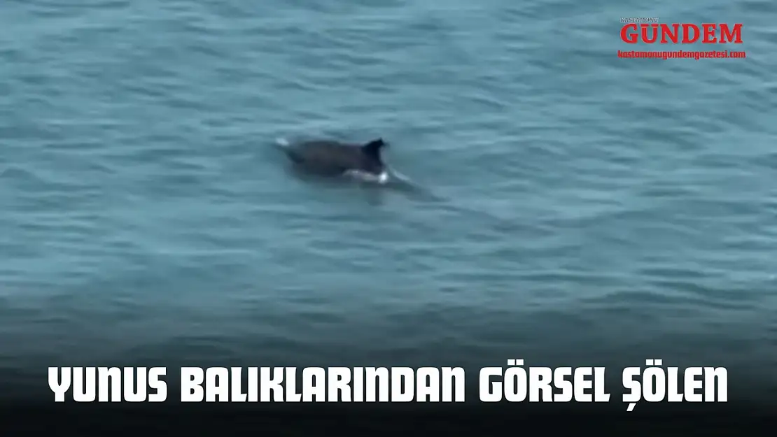 Kastamonu'da Yunus Balıklarından Görsel Şölen