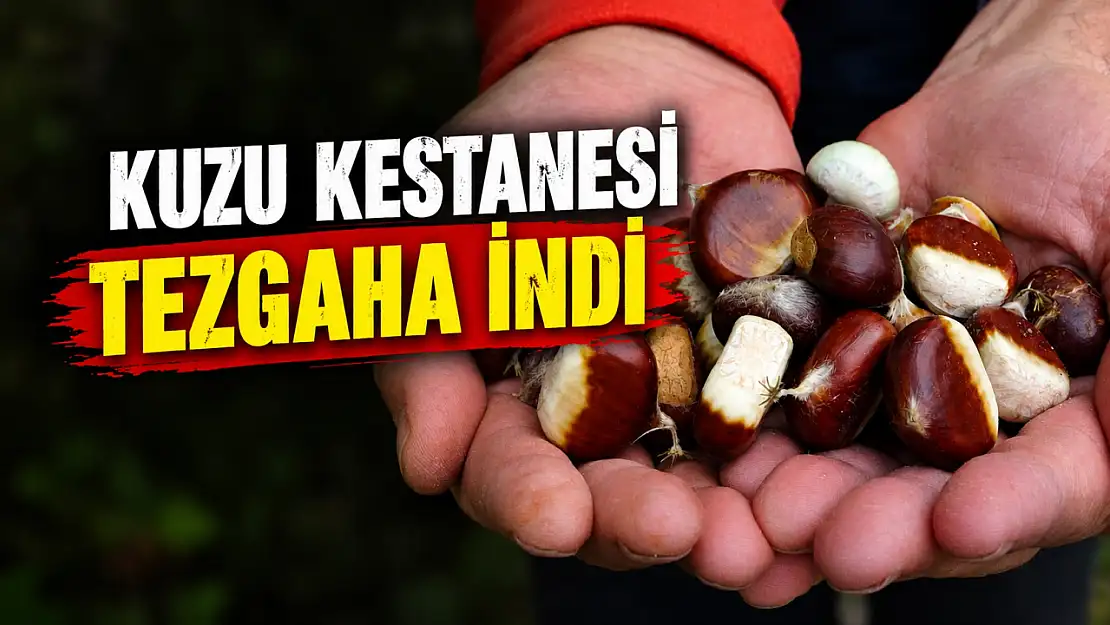 Kastamonu'da Kuzu Kestanesi Tezgaha İndi