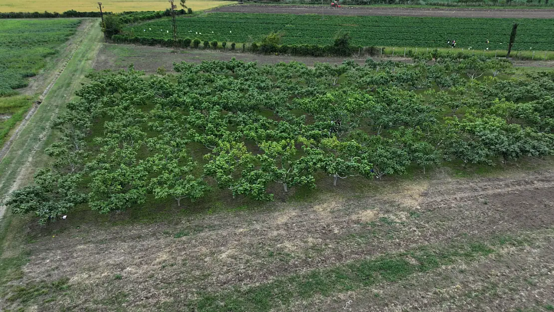 Kastamonu'nun İncirleri Genetik Korumaya Alındı