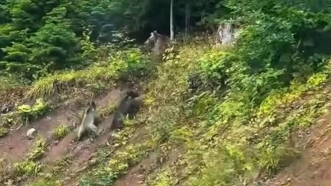 Kastamonu Ormanlarında Ayı Ve Domuz Sürüsü Kamerada!