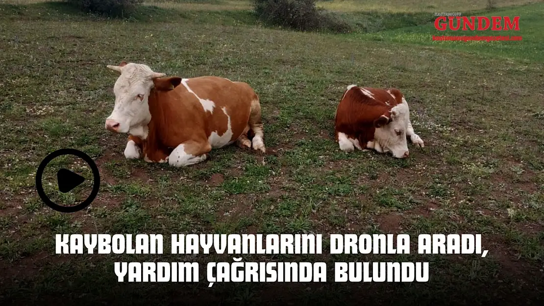 Kaybolan Hayvanlarını Dronla Aradı, Yardım Çağrısında Bulundu