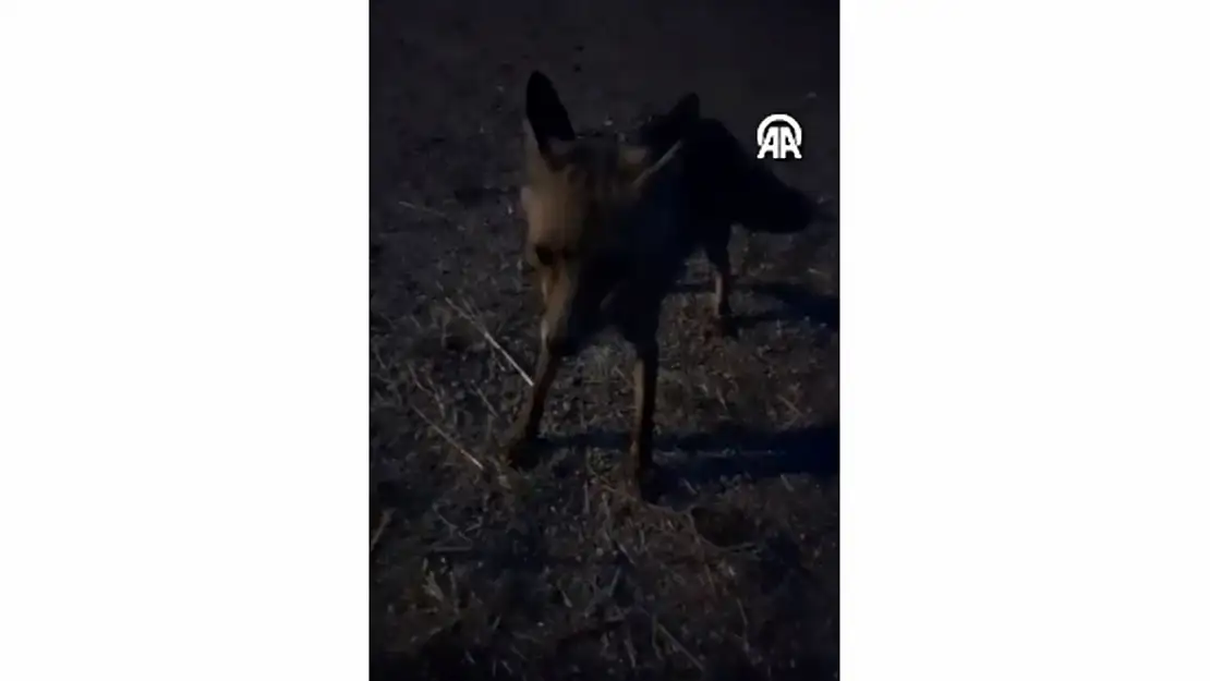 Köye İnen Tilkiyi Besledi