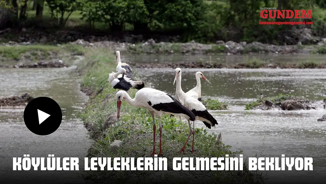 Köylüler Leyleklerin Gelmesini Bekliyor
