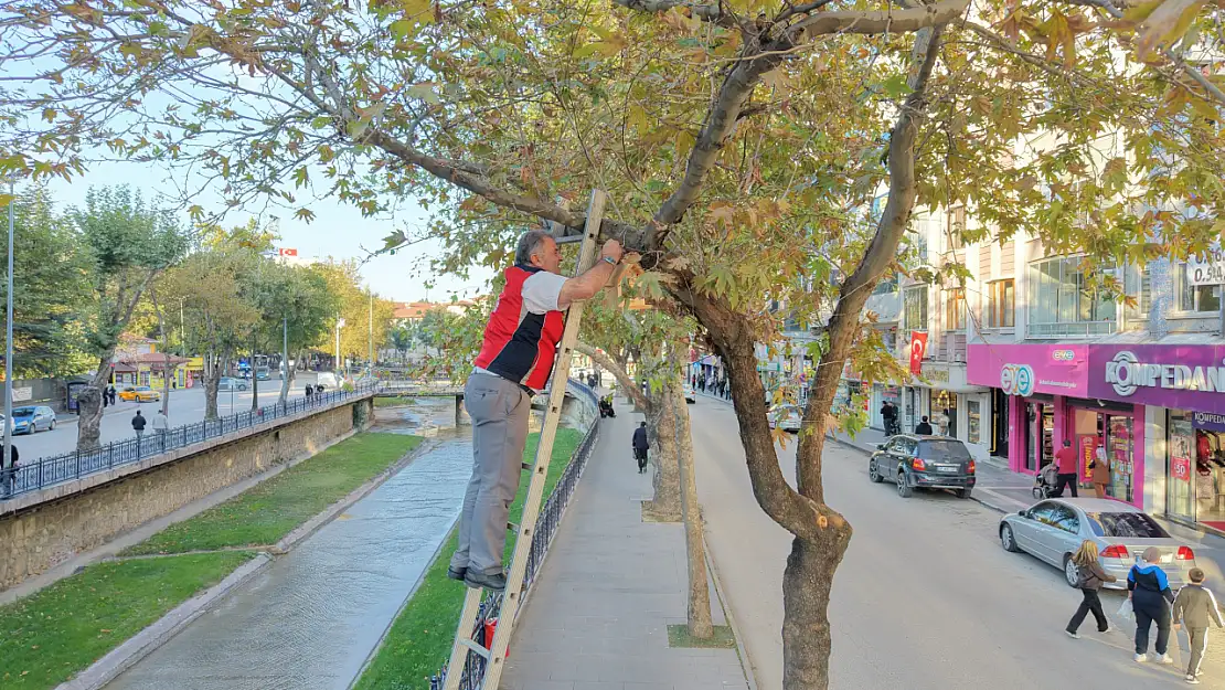 Kuşlar İçin Ağaçlara Yuvalar Yerleştirildi