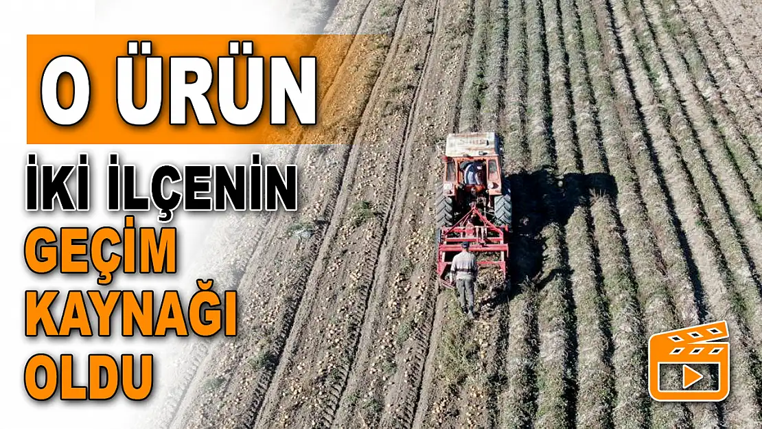 O Ürün İki İlçenin Geçim Kaynağı Oldu