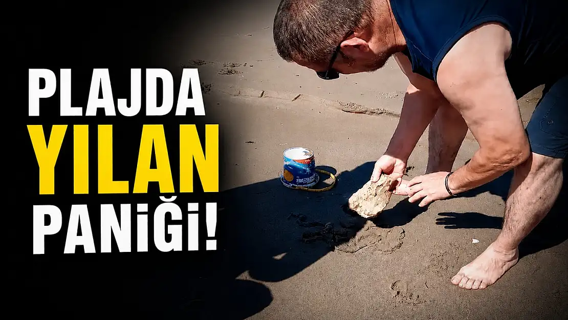 Plajda Yılan Paniği!