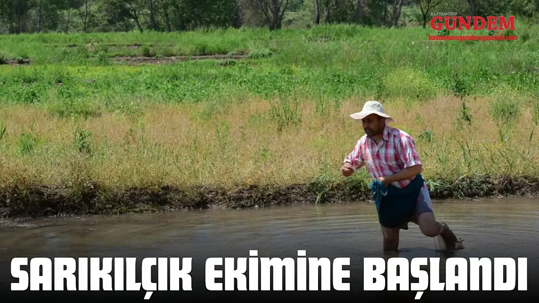 Sarıkılçık Ekimine Başlandı