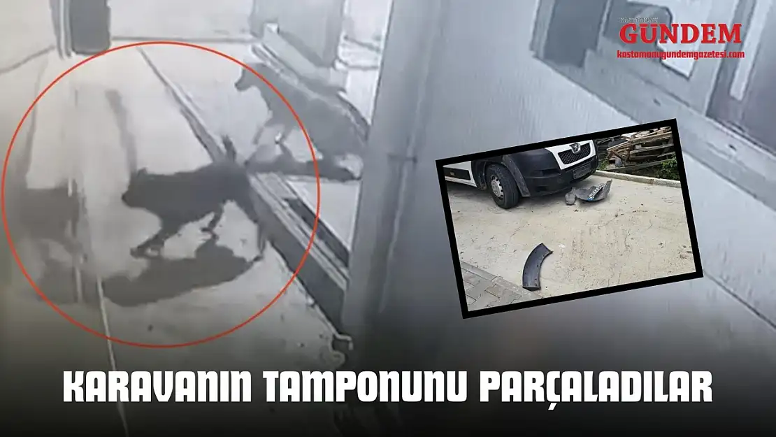 Sokak Köpekleri Karavanın Tamponunu Parçaladı