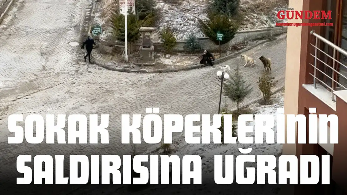 Sokak Köpeklerinin Saldırısına Uğradı