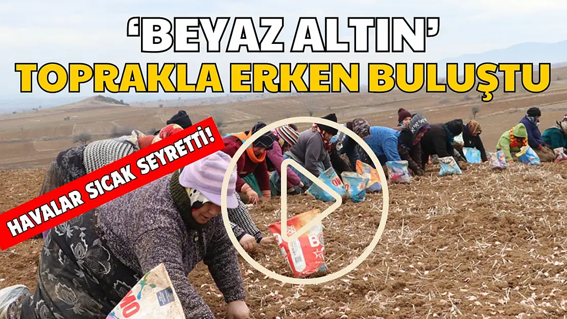 Taşköprü Sarımsağı Toprakla Erken Buluştu