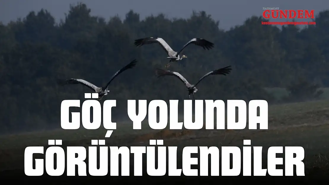 Turna Ailesi Göç Yolunda Görüntülendi