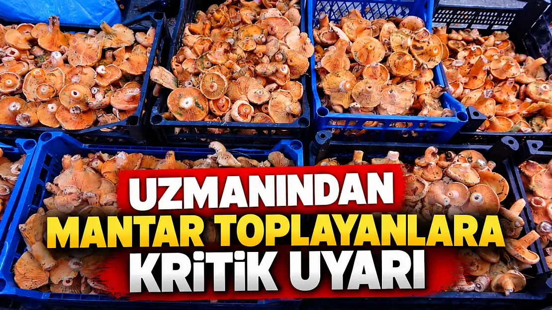 Uzmanından Mantar Toplayanlara Kritik Uyarı