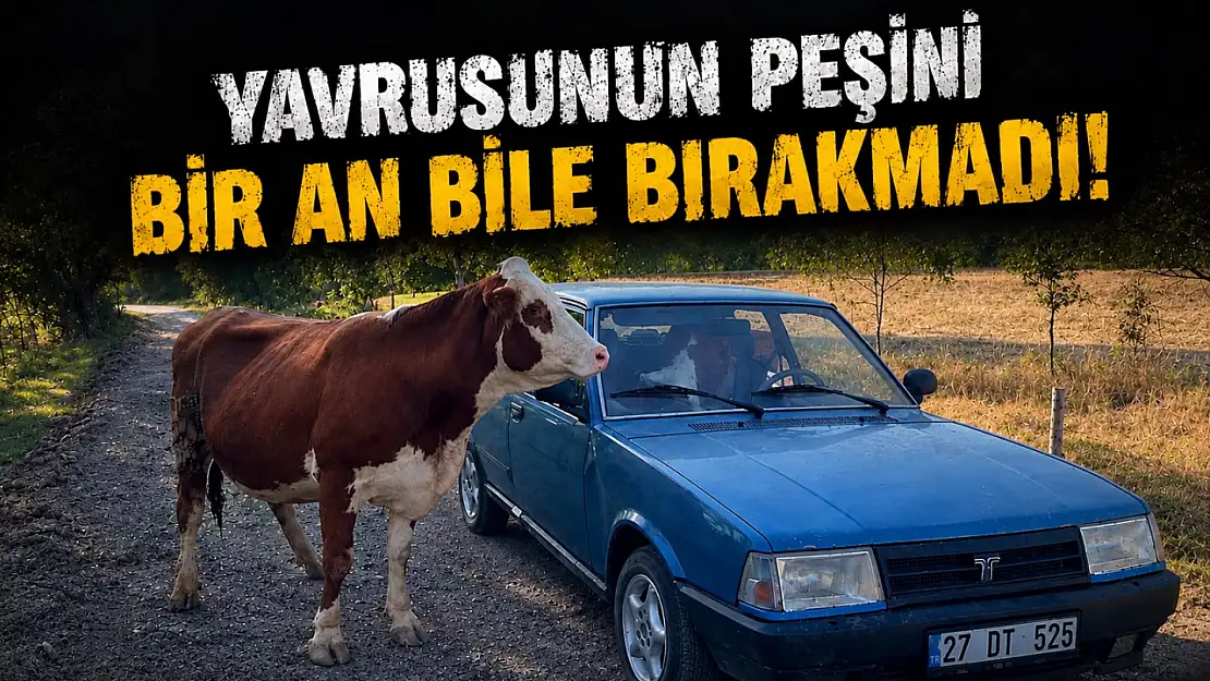 Yavrusunun Peşini Bir An Bile Bırakmadı!