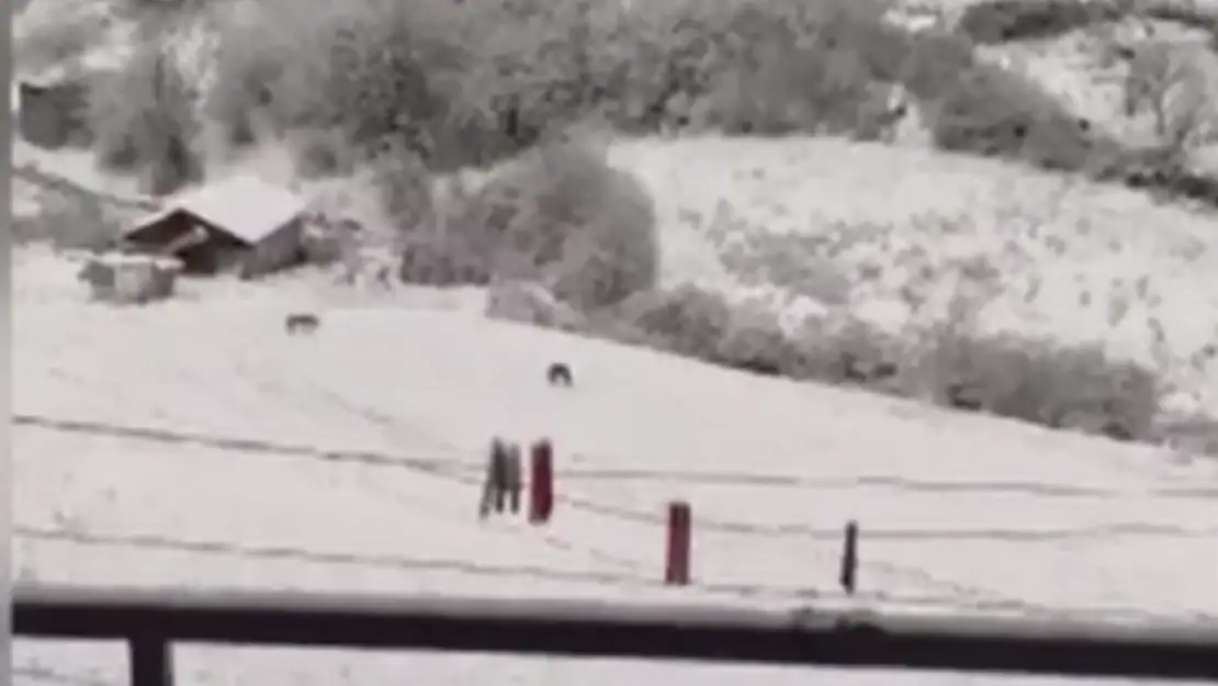 Yiyecek Ararken Görüntülendiler