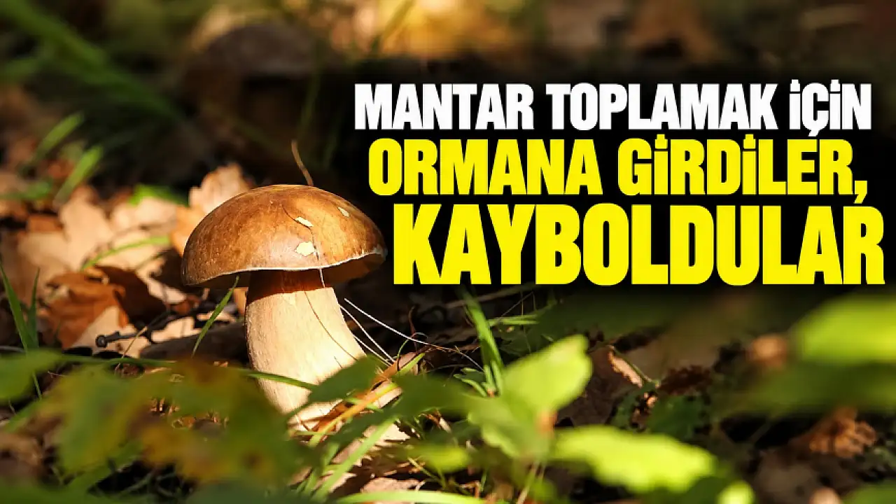 Mantar Toplamak İçin Ormana Girdiler, Kayboldular