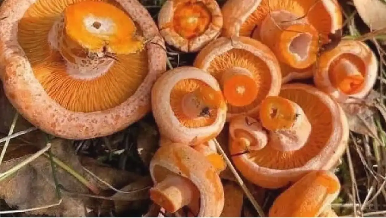 Kanlıca, Elecek, Melki, Espit, Çıntar Sizin Oralarda Adı Artık Hangisi İse