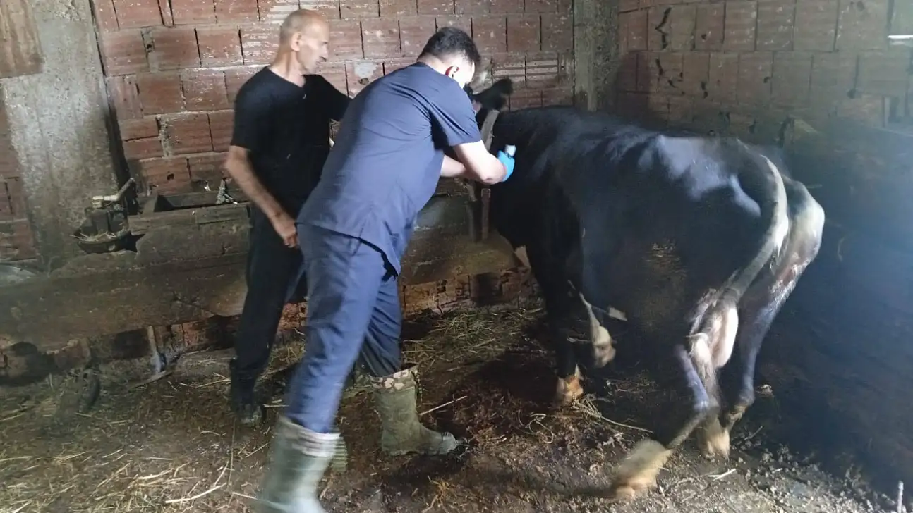 Şap Aşılama Çalışmaları Sürüyor