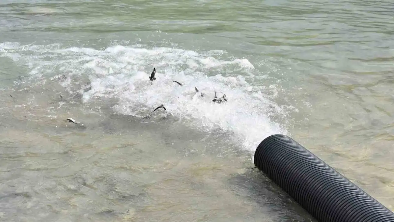 Sinop'ta 2 Bin Adet Mersin Balığı Denize Bırakıldı