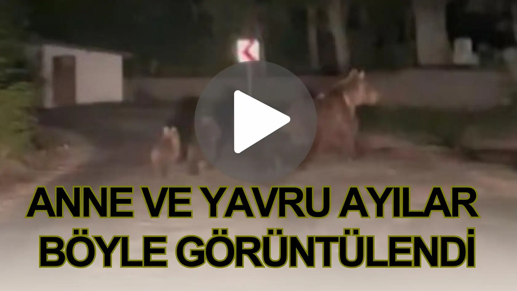Anne ve Yavru Ayılar Böyle Görüntülendi