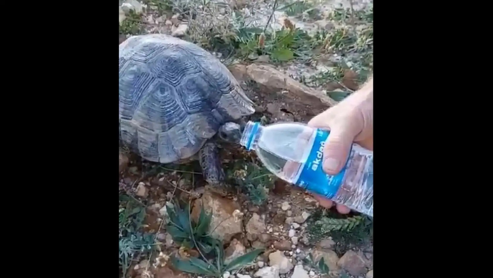 Kaplumbağaya elleriyle su içirdi