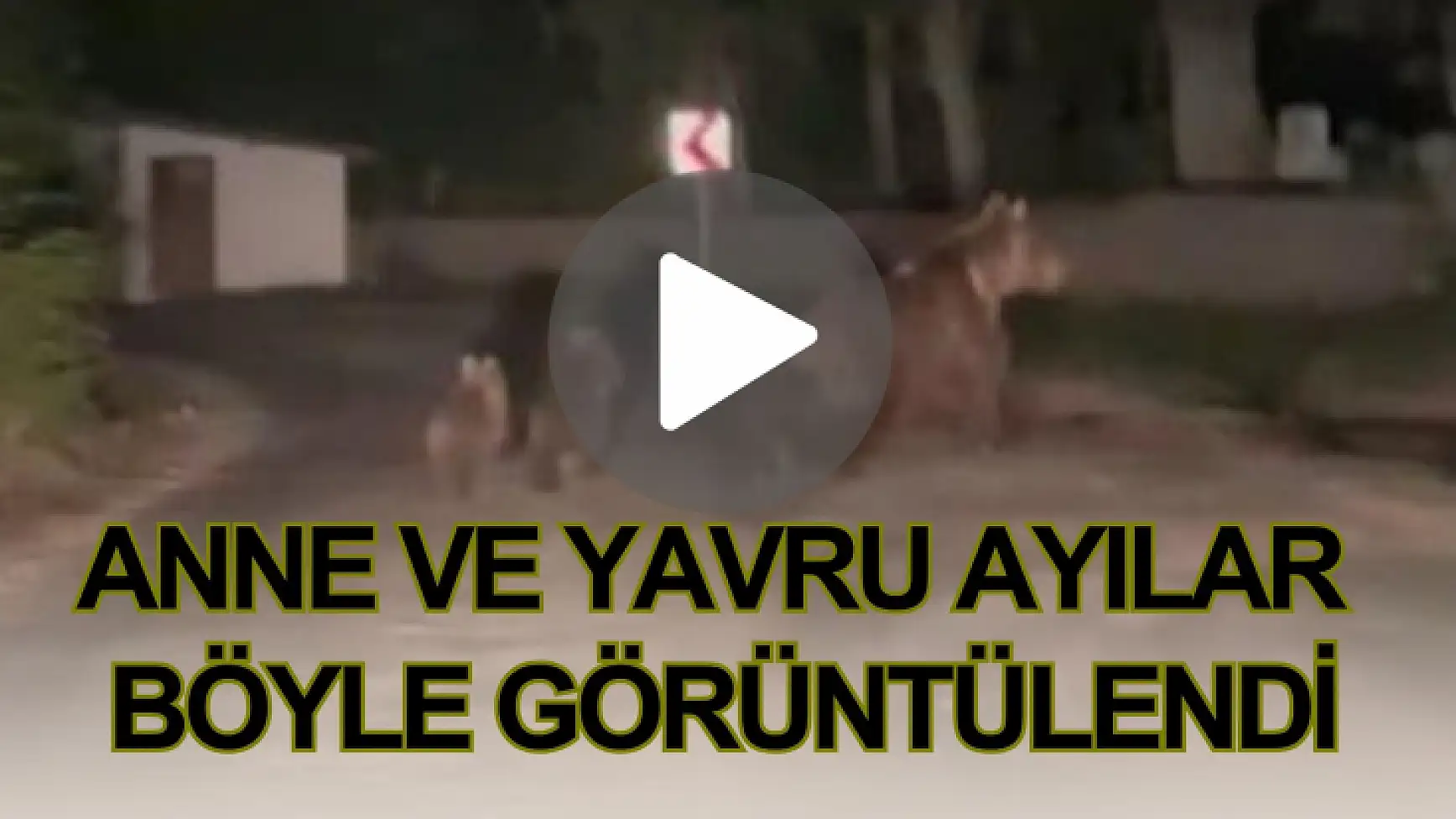 Anne ve Yavru Ayılar Böyle Görüntülendi