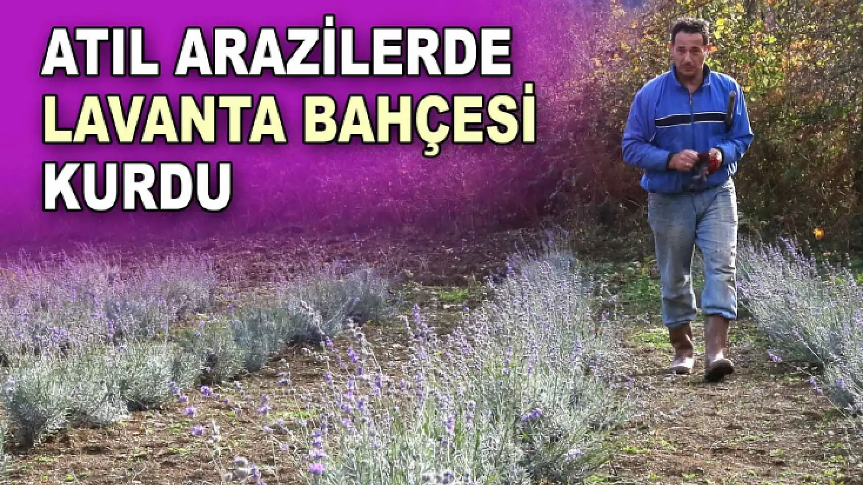 Atıl Arazilerde Lavanta Bahçesi Kurdu